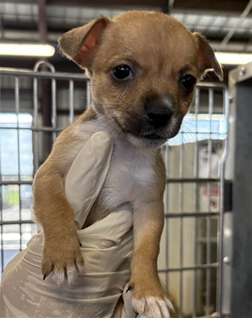 Adoptable Dog