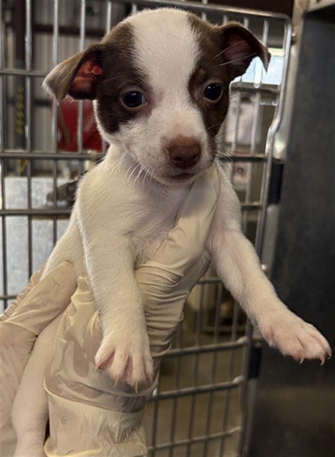 Adoptable Dog
