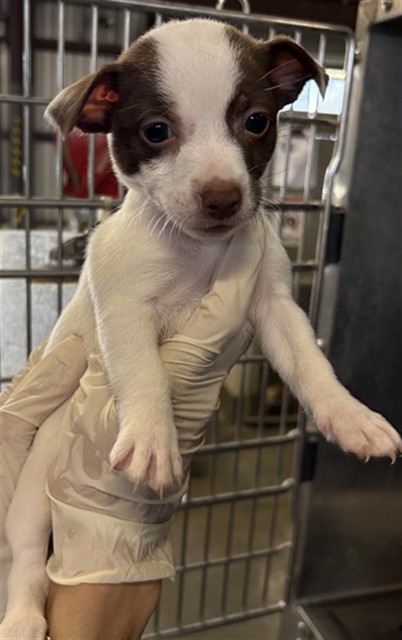 Adoptable Dog