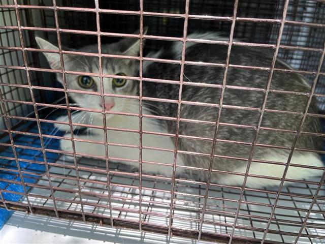 Adoptable Cat