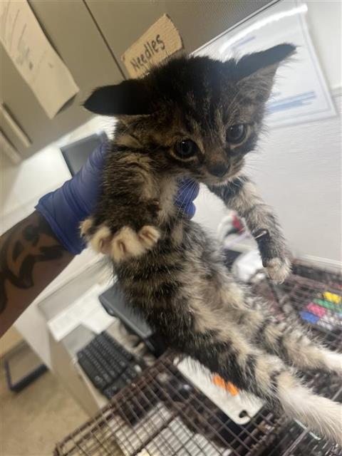 Adoptable Cat