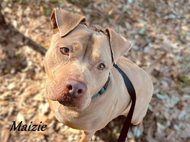 Maizie