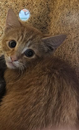 Adoptable Cat