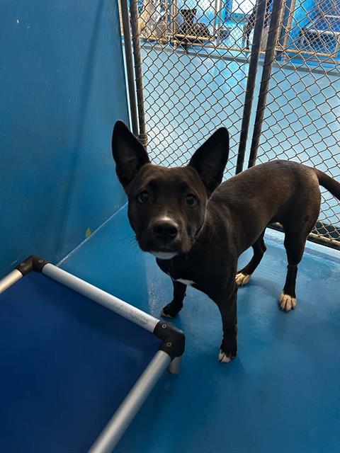 Adoptable Dog