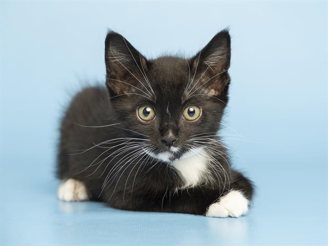 Tux