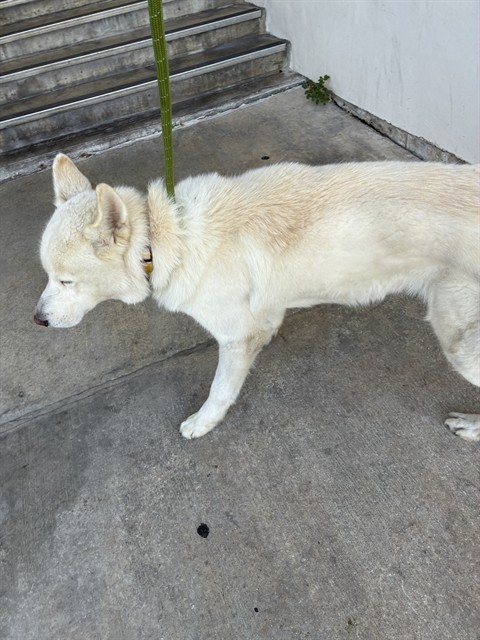 Tundra
