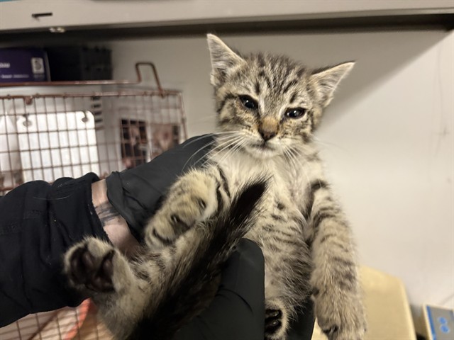 Adoptable Cat
