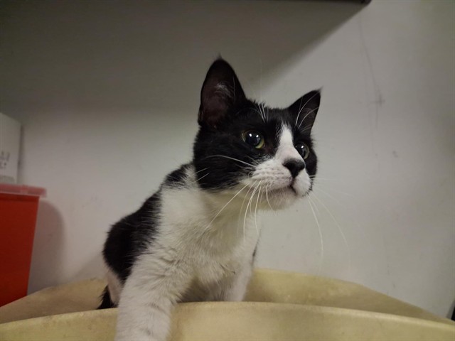 Adoptable Cat