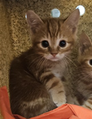 Adoptable Cat