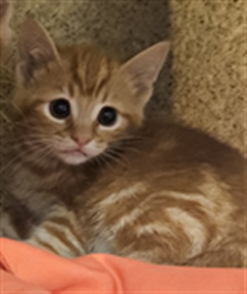 Adoptable Cat
