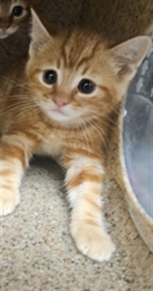 Adoptable Cat