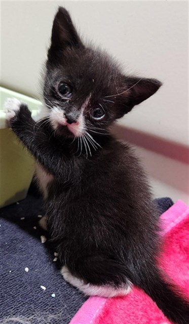 Adoptable Cat