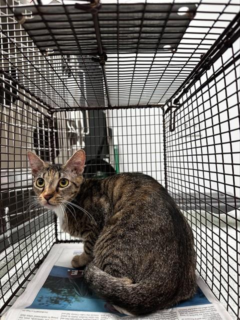 Adoptable Cat