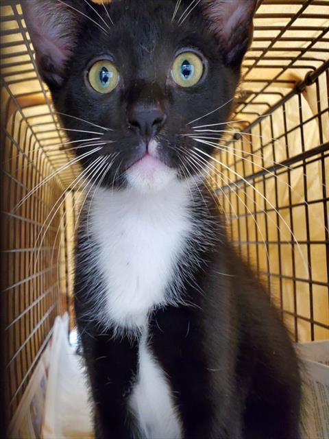 Adoptable Cat