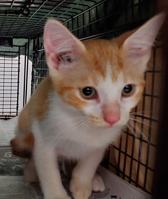 Adoptable Cat