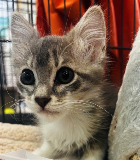 Chico