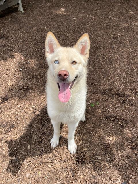 Denali