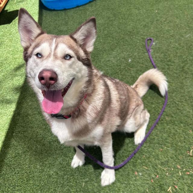 *Dakota