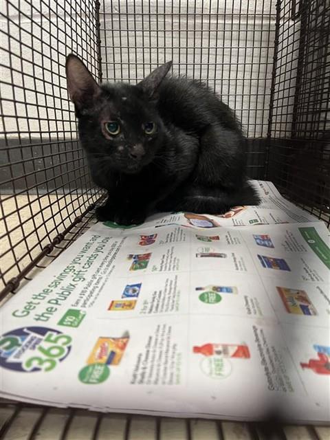 Adoptable Cat