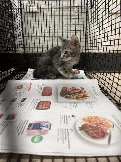 Adoptable Cat