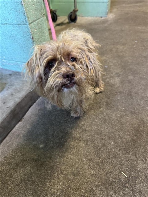 Adoptable Dog
