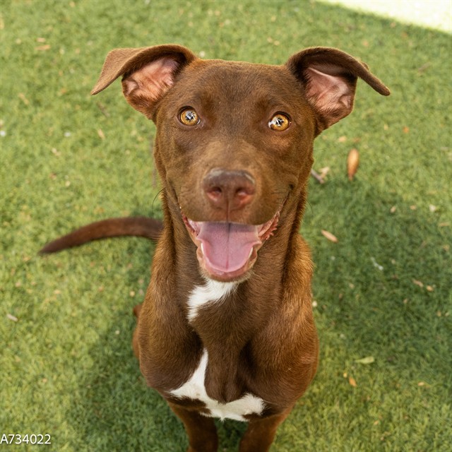 Redd