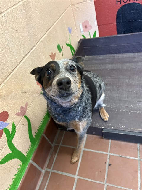 Roo