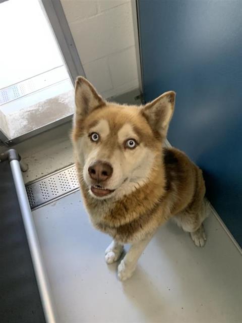 Adoptable Dog