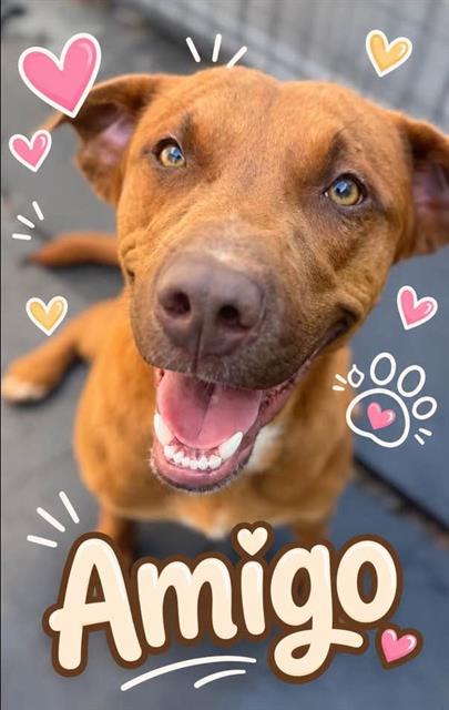 Amigo