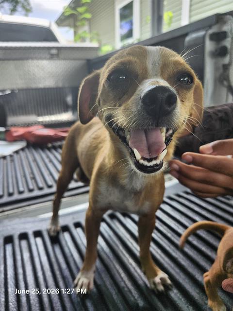 Chiquita
