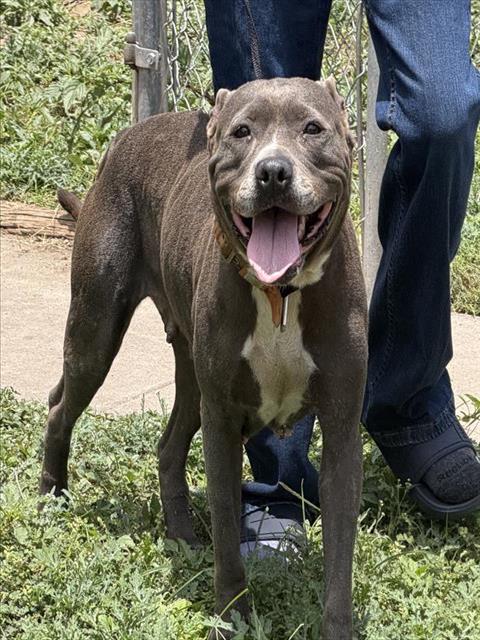 Nova