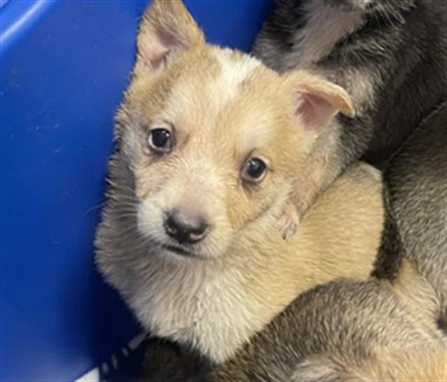 Adoptable Dog