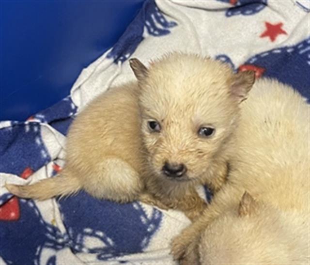 Adoptable Dog