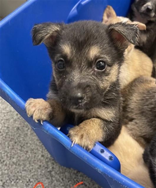 Adoptable Dog