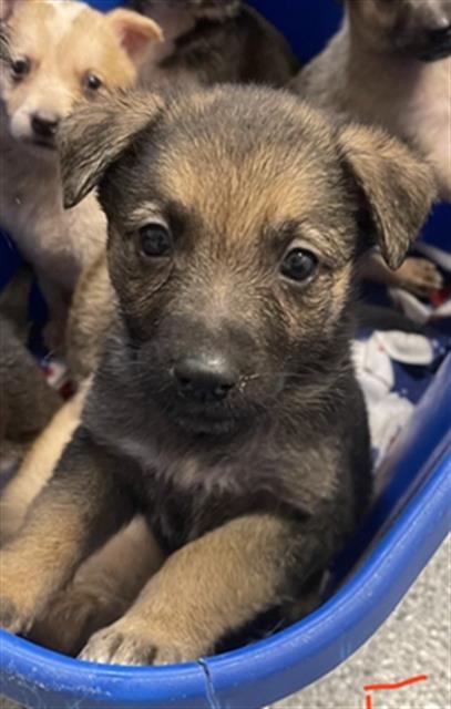 Adoptable Dog