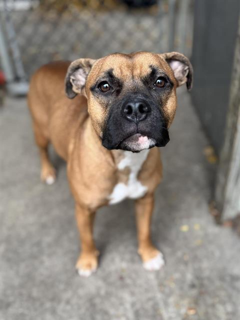 Cali