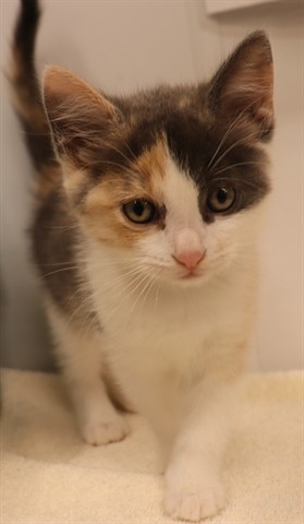 Tabitha (Asc