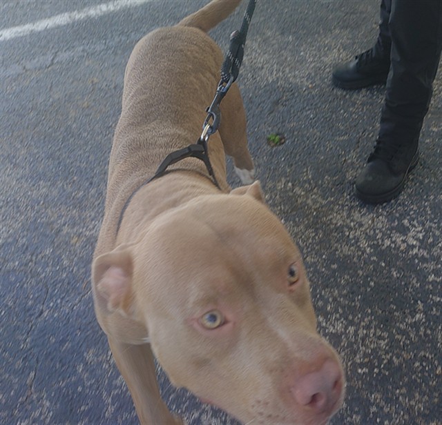 Adoptable Dog