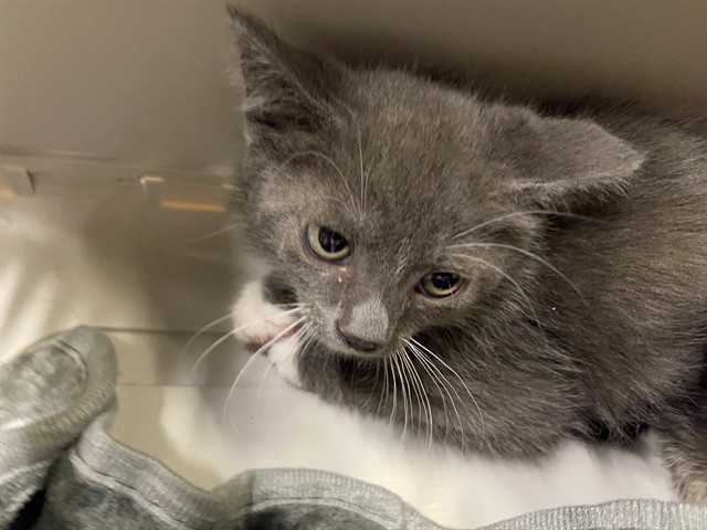 Adoptable Cat