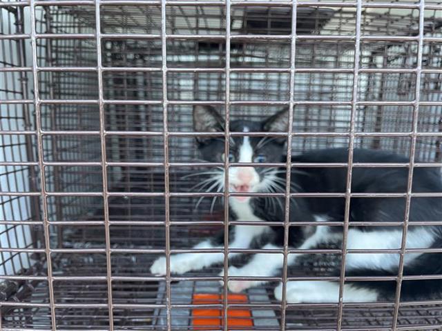 Adoptable Cat