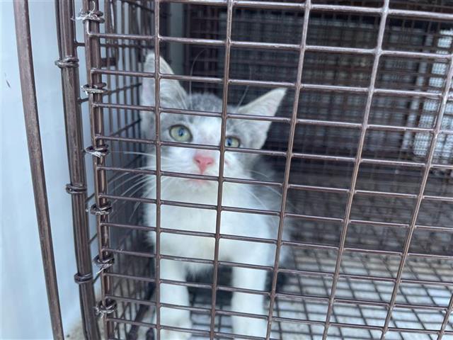 Adoptable Cat