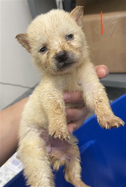 Adoptable Dog