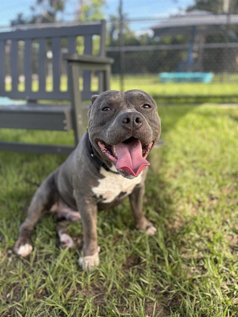 Roxy