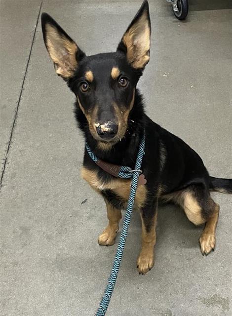 Adoptable Dog