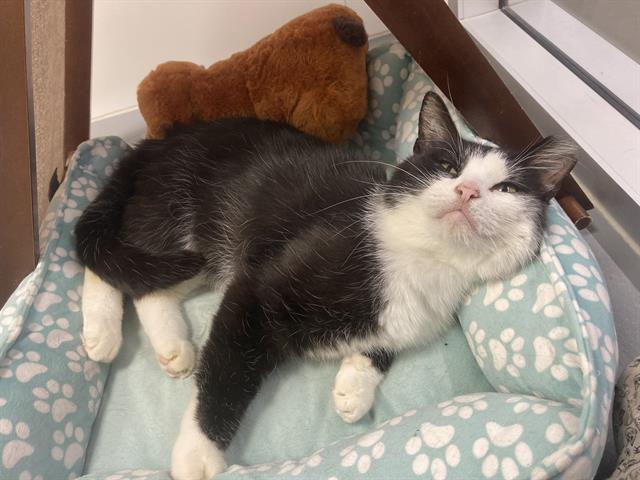 Cypress