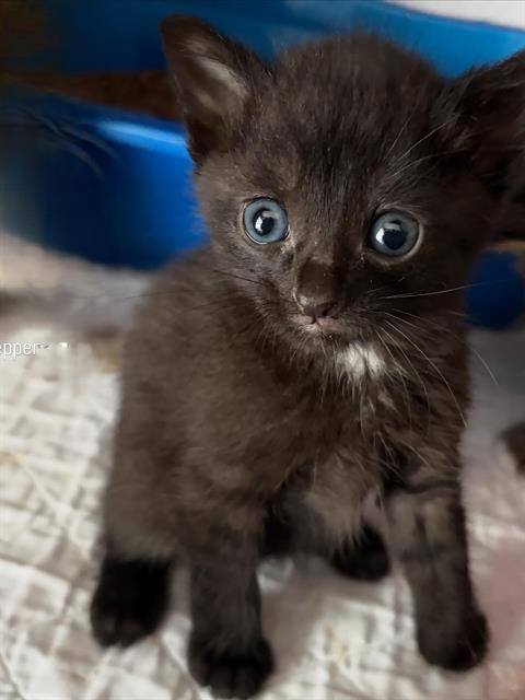 Pepper