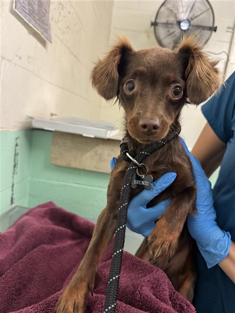 Adoptable Dog