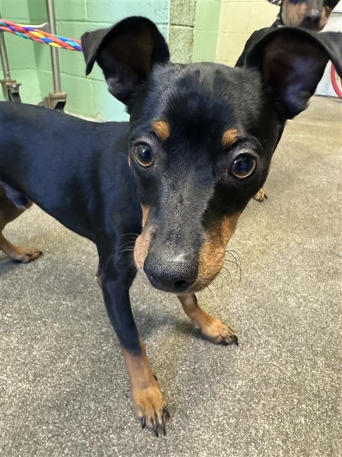 Adoptable Dog