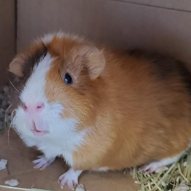 Georgie