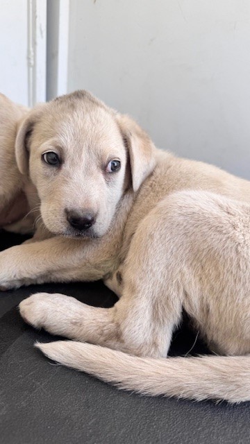 Adoptable Dog